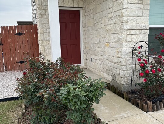 A rose bush greets visitors to the door to Arthur Marseoni's home in Elgin.   Courtesy photo