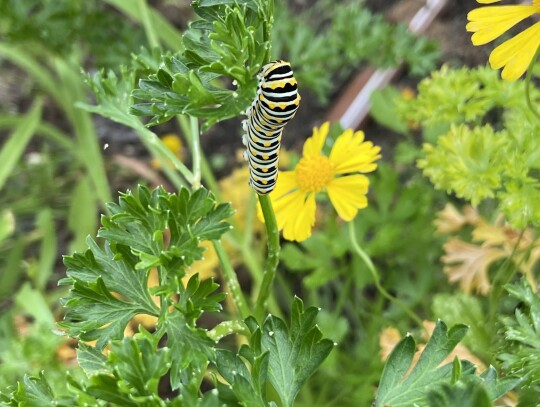 One of the many critters that now reside in an Elgin garden, thanks to Marzec. Photo courtesy Elizabeth Marzec