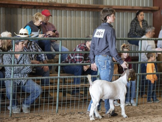 The crowd gets a good look at the showpieces as they walk around the barn. Photo courtesy Elgin High School